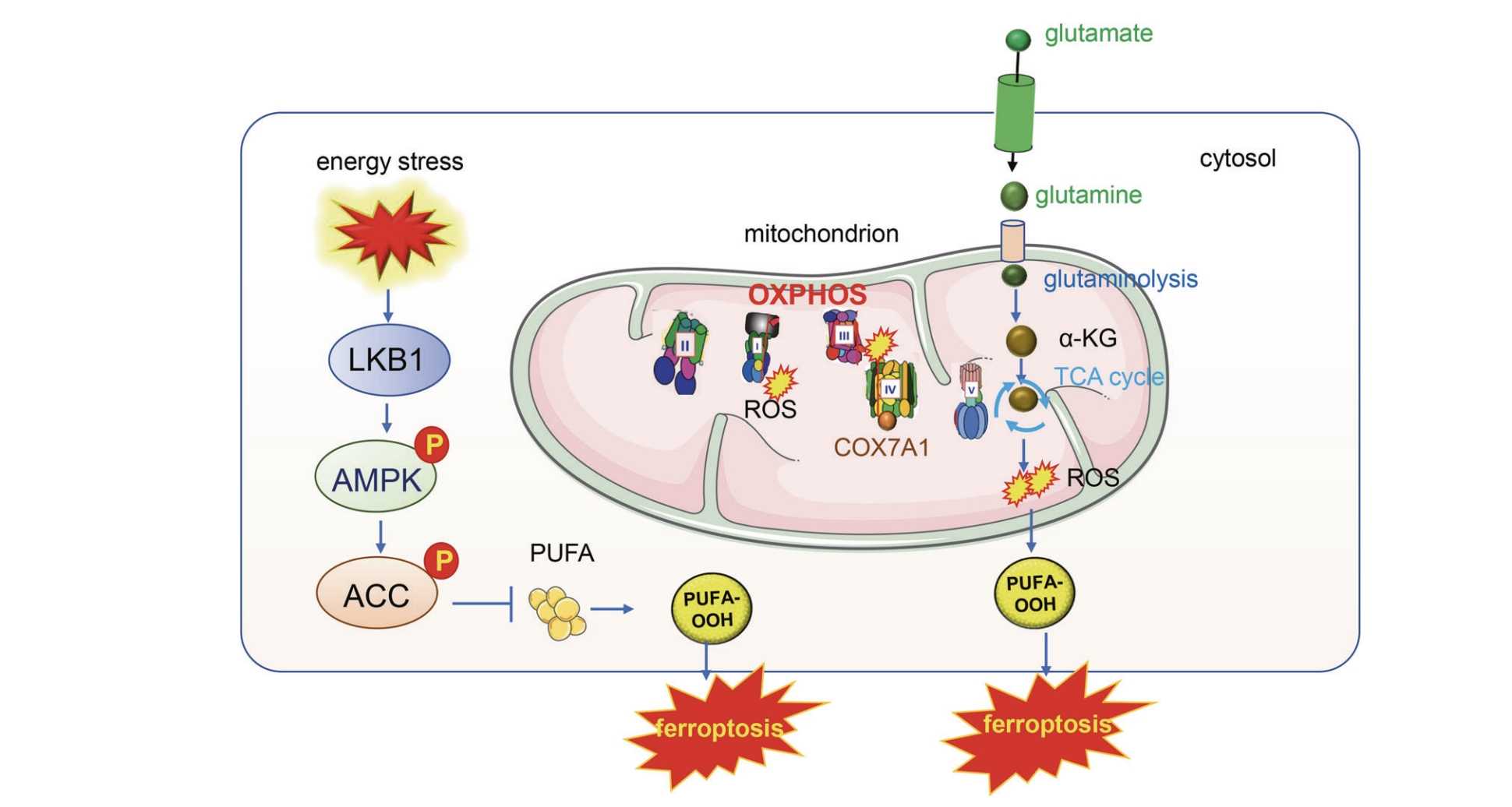 Mitochondria OXPHOS Pathway And TCA Cycle Participate In The Ferroptosis. (Liu, Yu'E, et al., 2023)